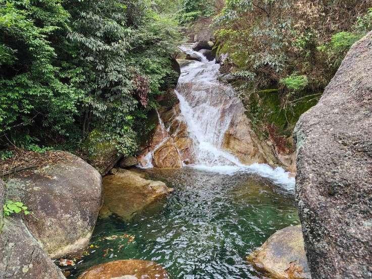 张大千决定安家巴西，并花一万美金买下270亩柿子林，只因思乡